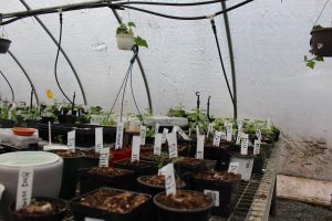 Seedlings in the CV Greenhouse. 